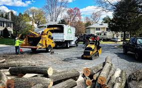 Best Tree Removal  in Oak Hills, CA