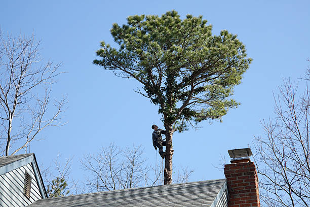 Best Commercial Tree Services  in Oak Hills, CA